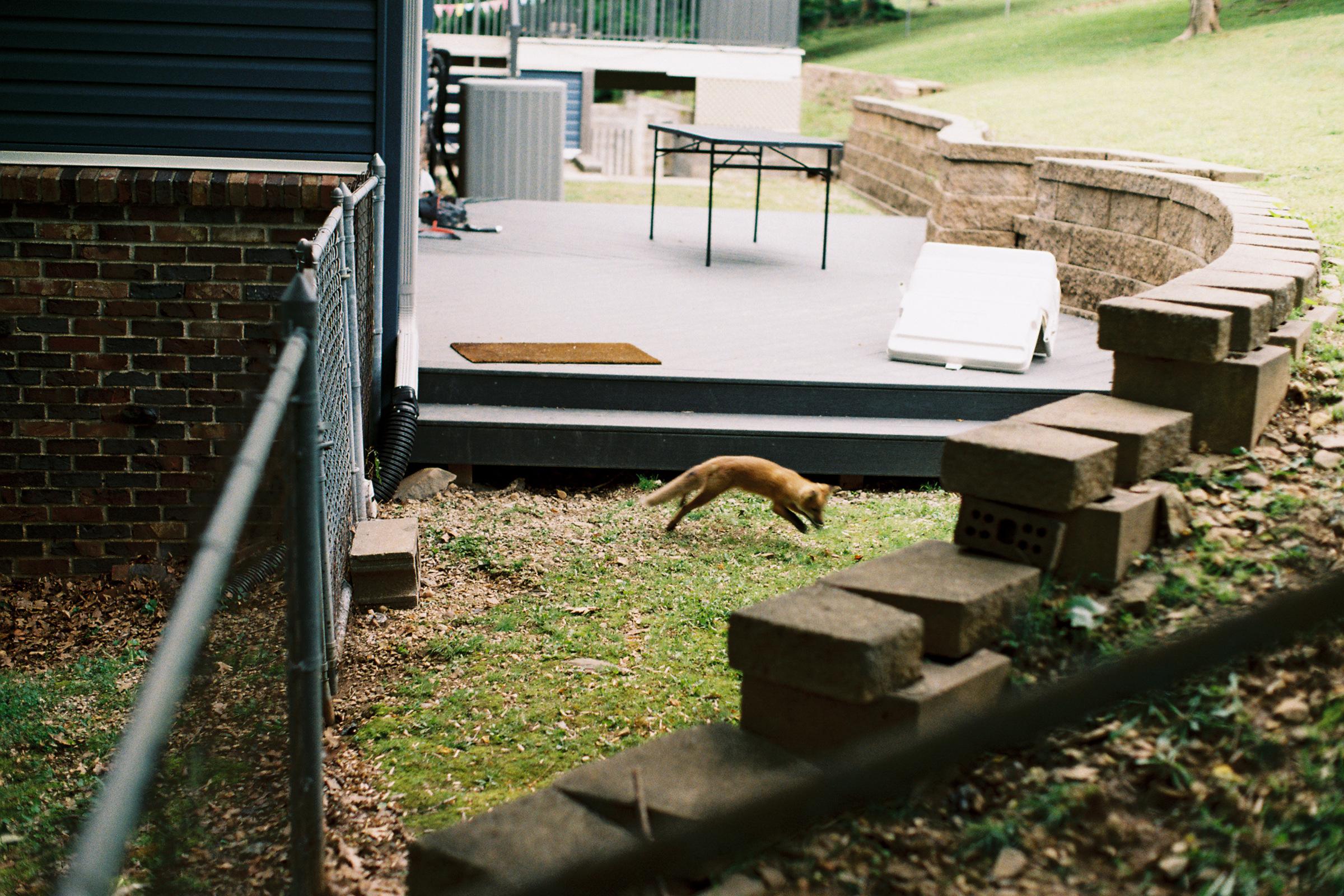jumping fox